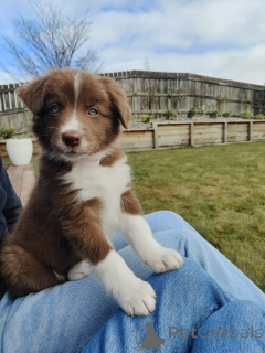 Фото №2 к объявлению №157021 о продаже бордер-колли - купить в Германии из приюта, заводчик