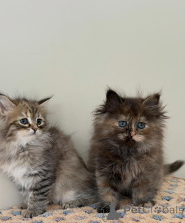 Фото №3. Сибирский кот Величественная лесная красавица. Германия