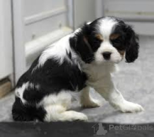 Фото №3. Cavalierkingcharlesinspanielin pennut etsivät perhetta.  Финляндия