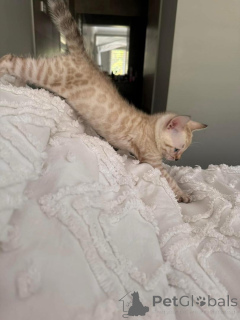 Фото №1. бенгальская - купить в Ароса за Бесплатно. Объявление №152765