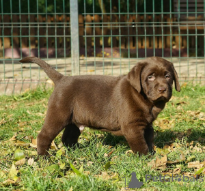 Дополнительные фото: Sprzedam Słodkie Czekoladowe Szczenięta Labradora