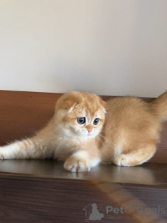 Фото №3. Познакомьтесь с Оливером, нашим маленьким джентльменом с загнутыми ушками и. Исландия