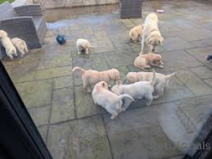 Фото №1. золотистый ретривер - купить в Париже за 92767₽. Объявление №166725