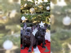 Фото №2 к объявлению №137201 о продаже французского бульдога - купить в Швейцарии 