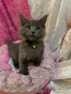 Фото №1. мейн-кун - купить в Берне за 18553₽. Объявление №155200