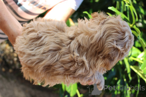 Фото №3. Bolonka Wette FCI Puppy - красивая девушка.  Польша