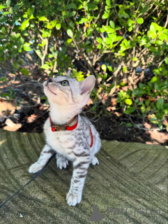 Фото №3. Данные бенгальские котят ищут новые семьи. Германия