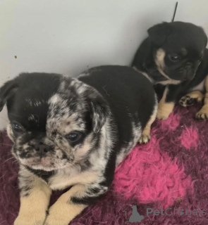 Фото №4. Продажа мопса в Варшаве заводчик - цена договорная