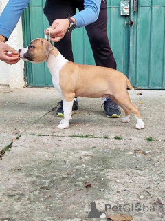 Фото №3. Щенки американского стаффордширского терьера.  Сербия