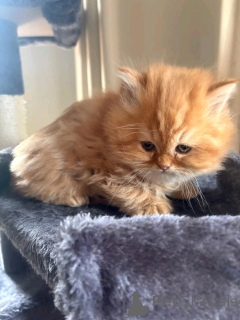 Фото №2 к объявлению №138917 о продаже шиншилла кошка - купить в Германии частное объявление, заводчик