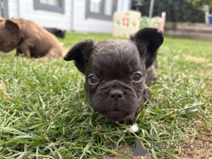Фото №3. Очаровательные чиоты Bouledogue Français à vendre.  Франция