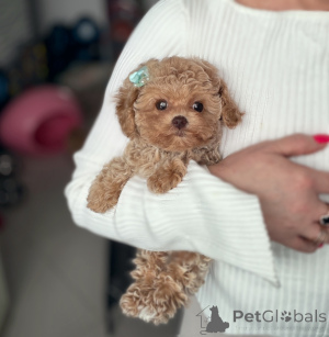 Фото №1. мальтипу - купить в Витебске за 148427₽. Объявление №165523