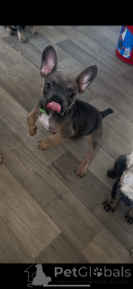 Фото №2 к объявлению №166433 о продаже французского бульдога - купить в Великобритании частное объявление