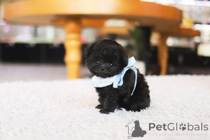 Фото №3. Дом декана Джанет Кей.  США