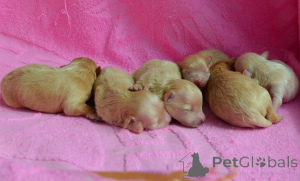 Фото №2 к объявлению №167463 о продаже мальтипу - купить в Украине из питомника