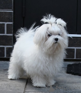 Фото №2 к объявлению №151863 о продаже мальтийскую болонку - купить в Украине 