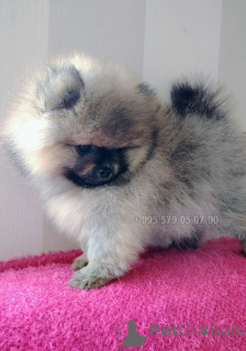 Фото №2 к объявлению №163156 о продаже беспородную - купить в Грузии частное объявление, из питомника, заводчик