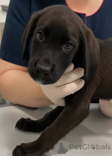 Фото №1. беспородная - купить в Москве реке за Бесплатно. Объявление №158392