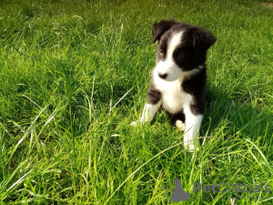 Дополнительные фото: Adorable Border Collie puppies for free adoption