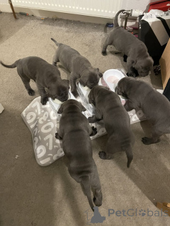 Фото №1. кане-корсо - купить в Bad Münstereifel за договорная. Объявление №166369