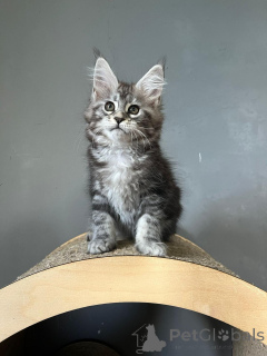 Фото №3. Потрясающие котят Мэн Кун. Германия