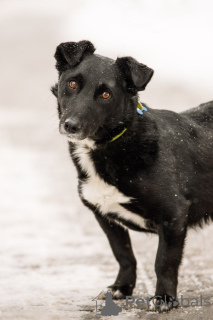 Фото №4. Продажа беспородную в Москве реке частное объявление, из приюта - цена Бесплатно