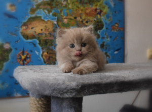 Фото №4. Продам шотландскую (скоттиш страйт) в Таганроге из питомника - цена 38180руб