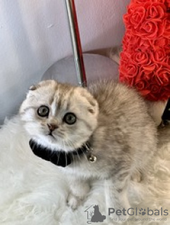 Фото №3. iloiset Scottish Fold - пеннат, 10 viikkoa vanhat Pentumme lähtevät kotoa. Финляндия