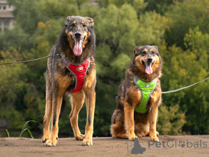 Фото №2 к объявлению №152308 о продаже беспородную - купить в России частное объявление