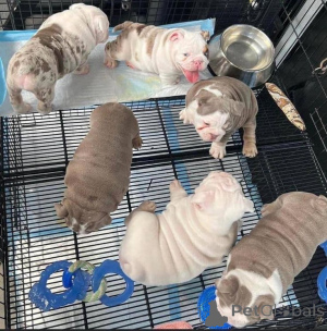 Фото №2 к объявлению №157880 о продаже английского бульдога - купить в Германии из приюта, заводчик