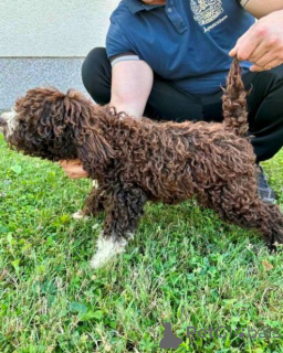 Фото №2 к объявлению №140774 о продаже лаготто-романьоло - купить в Сербии 