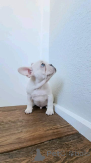 Фото №2 к объявлению №163011 о продаже французского бульдога - купить в Чехии заводчик