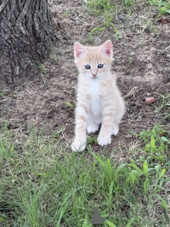 Фото №3. Мужской котенок - 1/4 Мэн Кун - 9 недель. США