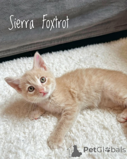 Фото №1. беспородная - купить в Мюнхене за 37107₽. Объявление №150627