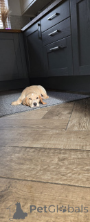 Фото №2 к объявлению №160860 о продаже бигля - купить в Нидерландах частное объявление