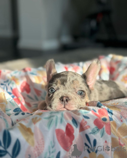 Фото №4. Продажа французского бульдога в Мюнхене из приюта, заводчик - цена 60299₽