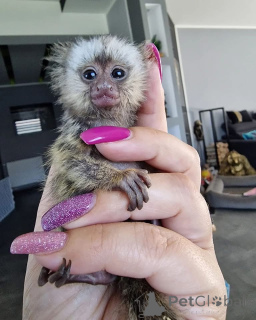 Фото №2 к объявлению №161696 о продаже  - купить в Объединенных Арабских Эмиратах 