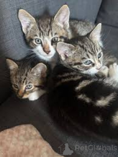 Фото №1. европейская короткошерстная - купить в Берне за 64937₽. Объявление №163251