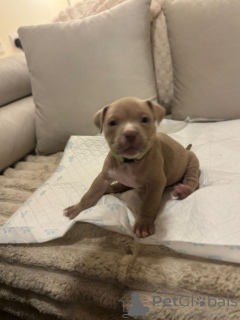 Фото №3. Pocket-Bully-Welpen Zu Verkaufen.  Германия