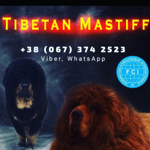 Дополнительные фото: Продажа Тибетов