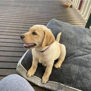 Фото №3. Встречайте Купера, искателя приключений с золотым сердцем! Всегда готов к.  Германия