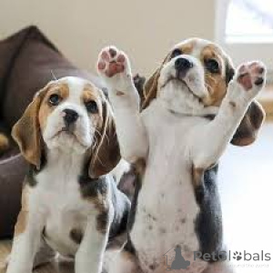 Фото №1. бигль - купить в Брюсселе за 64937₽. Объявление №162408