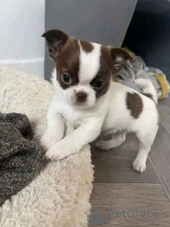 Фото №4. Продажа чихуахуа в Берлине частное объявление, из приюта - цена 51022₽