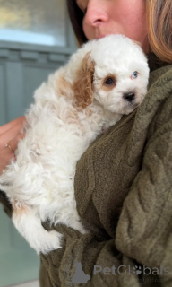 Фото №3. Aceşti pui de Cavalier King Charles Spaniel de Calitate.  Румыния
