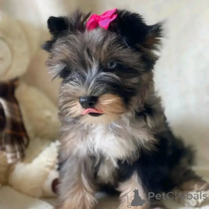 Фото №3. Познакомьтесь с Бентли, нашим крошечным принцем с большим сердцем и еще большей.  Германия