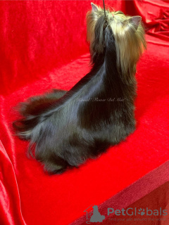 Фото №2 к объявлению №88713 о продаже йоркширского терьера - купить в Молдове заводчик