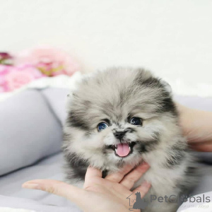 Фото №1.  - купить в Севилья за договорная. Объявление №161534