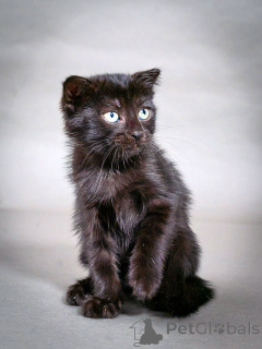 Фото №1.  - купить в Москова за Бесплатно. Объявление №155344