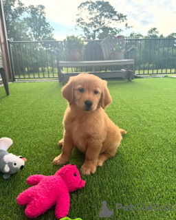 Фото №4. Продажа золотистого ретривера в Бремен заводчик - цена договорная