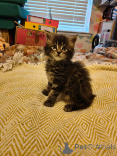 Фото №2 к объявлению №167812 о продаже мейн-кун - купить в Бельгии из питомника